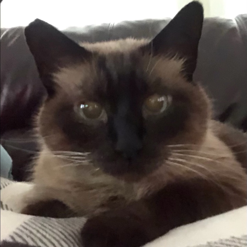 Meet your Posher, Thomas